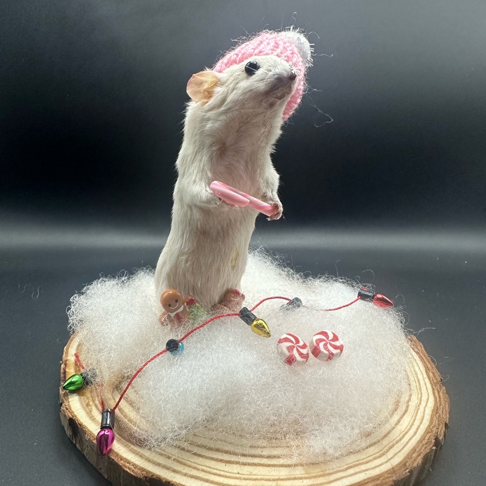 Festive Small Pet Decor with Pink Hat Taxidermy Real OOAK - Picture 2 of 6